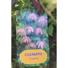 Clematis alpina RPC2