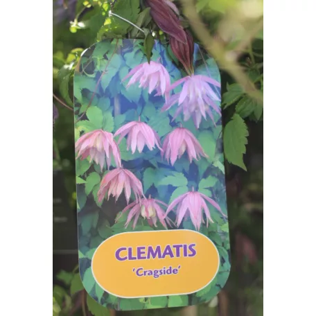 Clematis alpina RPC2