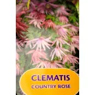 Clematis alpina RPC2