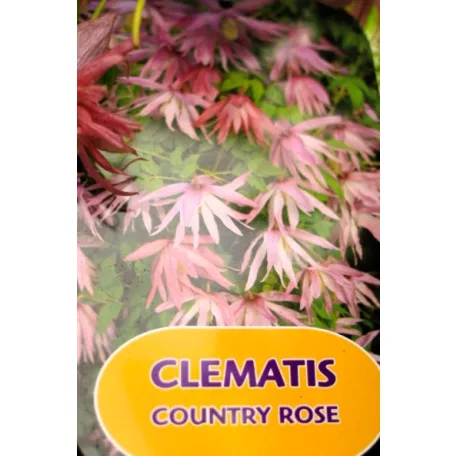 Clematis alpina RPC2