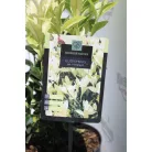 Japán kecskerágó Euonymus jap. Himalaya C3
