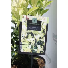 Japán kecskerágó Euonymus jap. Himalaya C3
