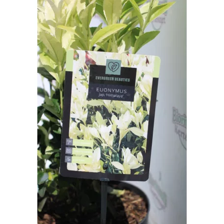 Japán kecskerágó Euonymus jap. Himalaya C3