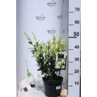 Japán kecskerágó Euonymus jap. Himalaya C3