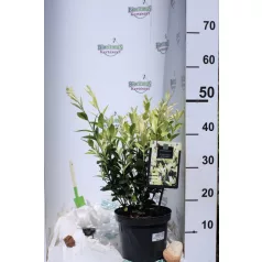 Japán kecskerágó Euonymus jap. Himalaya C3