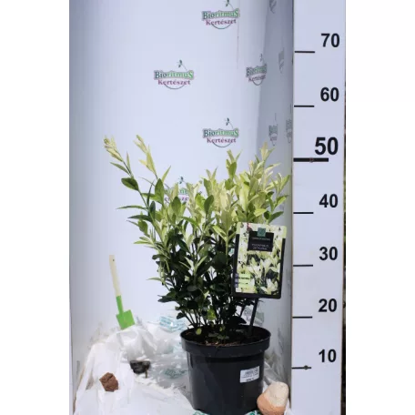 Japán kecskerágó Euonymus jap. Himalaya C3