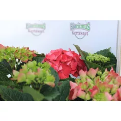 Kerti hortenzia Hydrangea macr. Hot Red C4