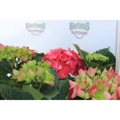 Kerti hortenzia Hydrangea macr. Hot Red C4