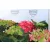 Kerti hortenzia Hydrangea macr. Hot Red C4