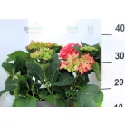 Kerti hortenzia Hydrangea macr. Hot Red C4