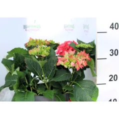 Kerti hortenzia Hydrangea macr. Hot Red C4