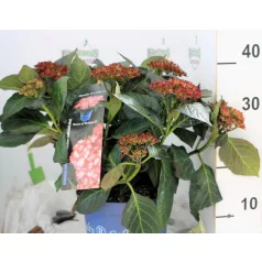 Kerti hortenzia Hydrangea macr. Royalty Collection C3.5