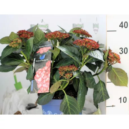 Kerti hortenzia Hydrangea macr. Royalty Collection C3.5
