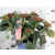 Kerti hortenzia Hydrangea macr. Royalty Collection C3.5