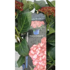 Kerti hortenzia Hydrangea macr. Royalty Collection C3.5