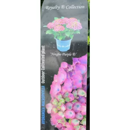 Kerti hortenzia Hydrangea macr. Royalty Collection C3.5