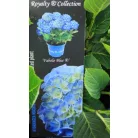 Kerti hortenzia Hydrangea macr. Royalty Collection C3.5