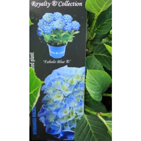Kerti hortenzia Hydrangea macr. Royalty Collection C3.5