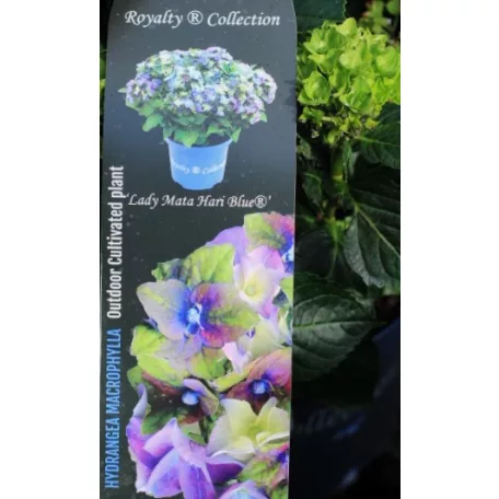 Kerti hortenzia Hydrangea macr. Royalty Collection C3.5