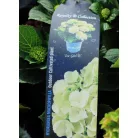 Kerti hortenzia Hydrangea macr. Royalty Collection C3.5