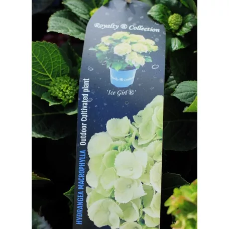 Kerti hortenzia Hydrangea macr. Royalty Collection C3.5