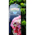 Kerti hortenzia Hydrangea macr. Royalty Collection C3.5