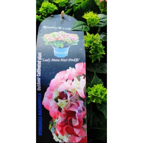 Kerti hortenzia Hydrangea macr. Royalty Collection C3.5
