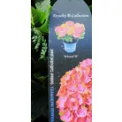 Kerti hortenzia Hydrangea macr. Royalty Collection C3.5