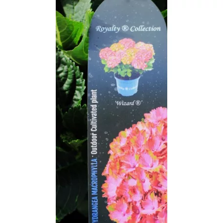 Kerti hortenzia Hydrangea macr. Royalty Collection C3.5