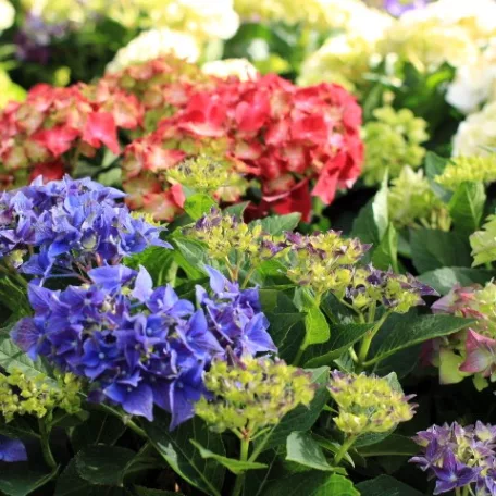 Kerti hortenzia Hydrangea macrophylla in cultivars P14