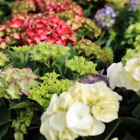 Kerti hortenzia Hydrangea macrophylla in cultivars P14
