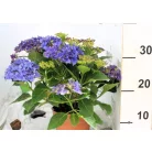 Kerti hortenzia Hydrangea macrophylla in cultivars P14