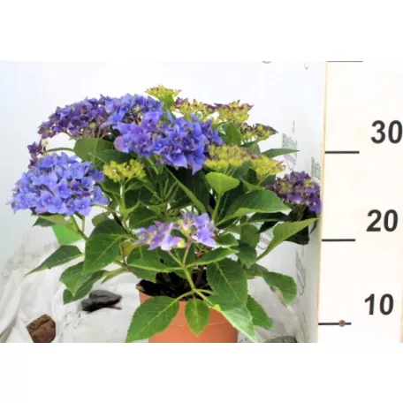 Kerti hortenzia Hydrangea macrophylla in cultivars P14