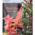 Japán szentfa / Szent bambusz Nandina domestica Red Light P17