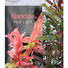   Japán szentfa / Szent bambusz Nandina domestica Red Light P17
