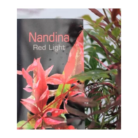 Japán szentfa / Szent bambusz Nandina domestica Red Light P17