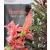 Japán szentfa / Szent bambusz Nandina domestica Red Light P17
