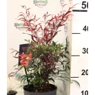 Japán szentfa / Szent bambusz Nandina domestica Red Light P17