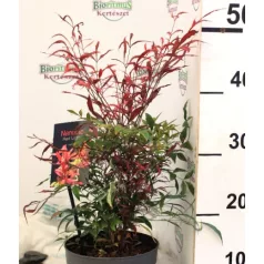   Japán szentfa / Szent bambusz Nandina domestica Red Light P17