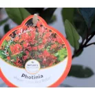 Törpe korallberkenye Photinia fras. Little Red Robin P17