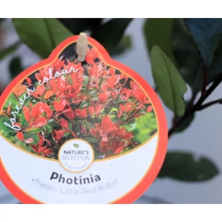 Törpe korallberkenye Photinia fras. Little Red Robin P17