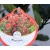 Törpe korallberkenye Photinia fras. Little Red Robin P17