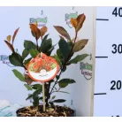 Törpe korallberkenye Photinia fras. Little Red Robin P17