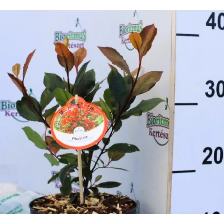 Törpe korallberkenye Photinia fras. Little Red Robin P17