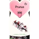 Törpe vérszilva Prunus cistena C5