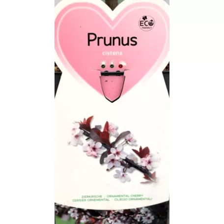 Törpe vérszilva Prunus cistena C5