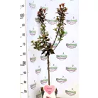Törpe vérszilva Prunus cistena C5