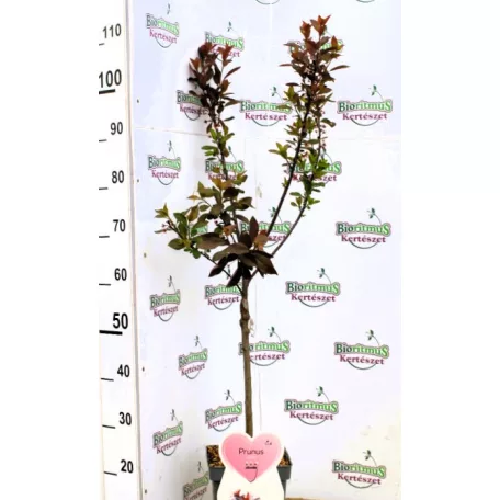 Törpe vérszilva Prunus cistena C5