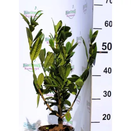 Babérmeggy sp. Prunus laurocerasus C2