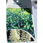 Kaukázusi babérmeggy Prunus laur. Caucasica P21